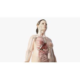 Obese Female Skin, Skeleton And Organs 3D
